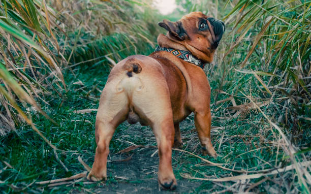 french bulldog walking on a path in the grass