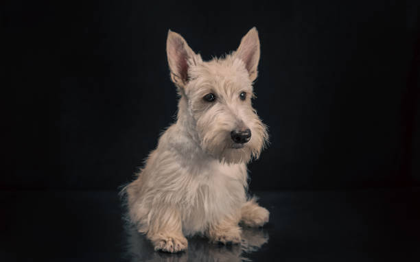 istock white scottish terrier puppy on a dark background 2188325605