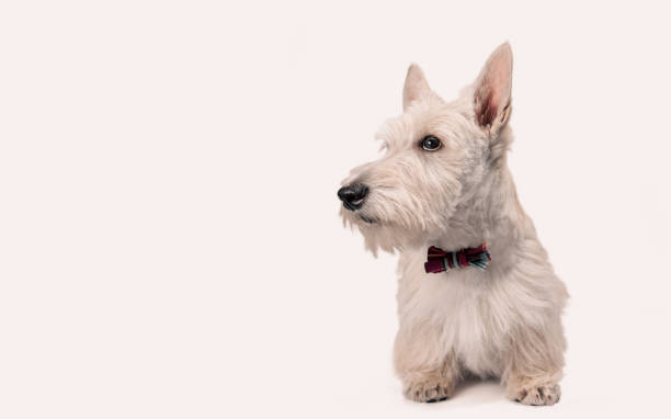 istock white scottish terrier puppy on a light background 2188325608