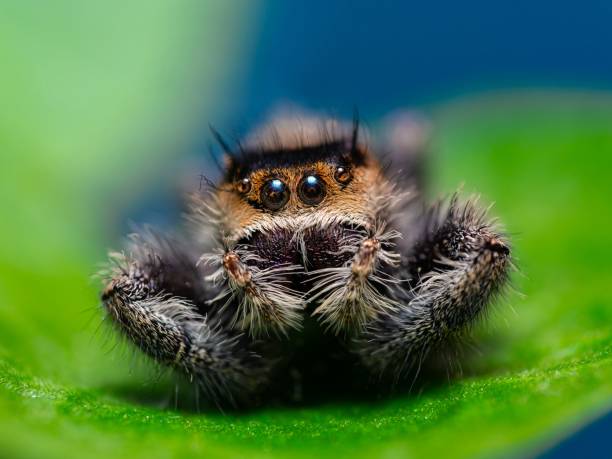 istock Phidippus audax macro jumping spider, Phidippus audax macro jumping spider, Hairy, black jumping spider sits on a green leaf. 2188326031