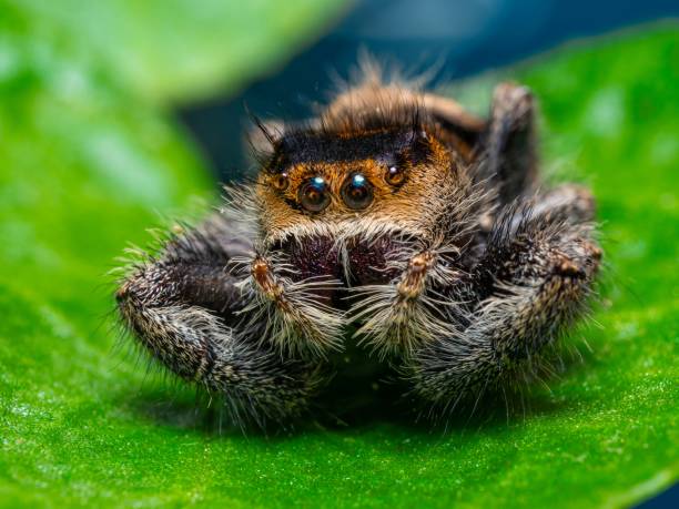istock Phidippus audax macro jumping spider, Phidippus audax macro jumping spider, Hairy, black jumping spider sits on a green leaf. 2188326035