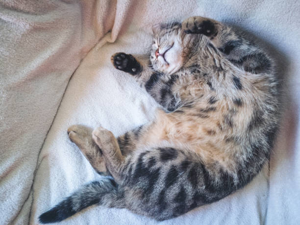 Funny fat cat sleeping on its back in a home bed