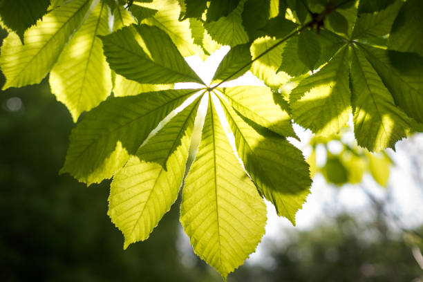 Chestnut leaves, fresh and clean air.