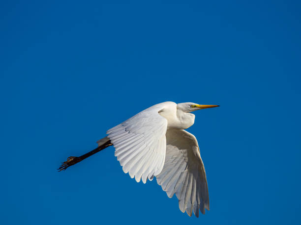 istock White little egret bird Egretta garzetta flying wings spread blue background 2188330305
