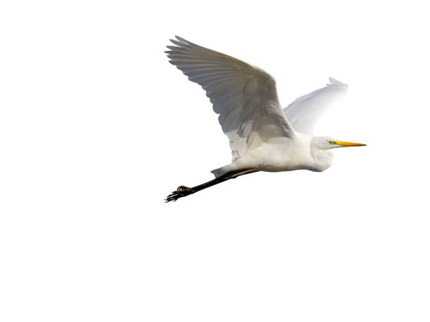istock White little egret bird Egretta garzetta flying wings spread white background 2188330348