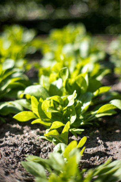Close-up of a lettuce on a community garden