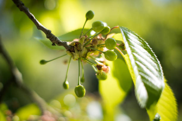 Early ripening cherry fruits, garden.