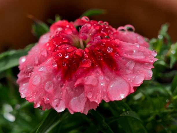 Close-up of a vibrant pink flower with water droplets, surrounded by lush green leaves.