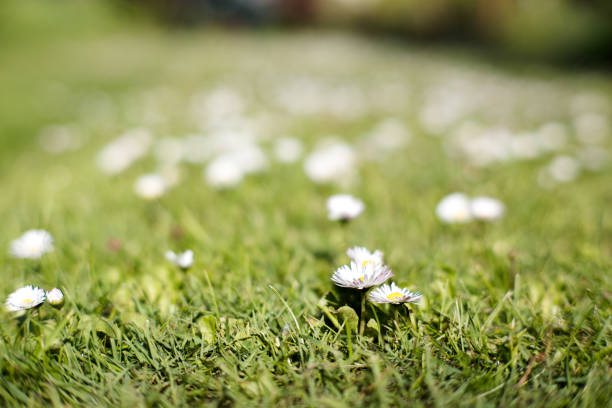 Daisies growing in the lawn. Wild meadow.