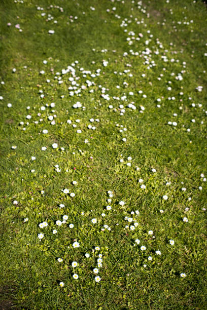 istock Daisies growing in the lawn. 2188330658