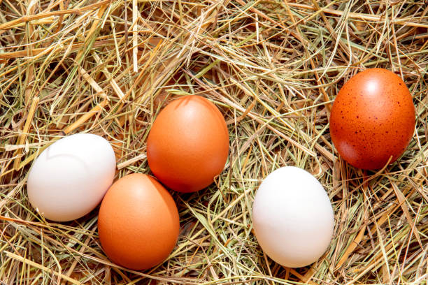 istock Fresh chicken eggs in the hay nest 2188330782