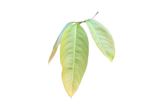 Green leaves of  Queen Crepe Myrtle isolated on white background, clipping paths.
