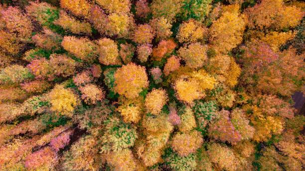istock Aerial view of vibrant autumn forest. 2188332223
