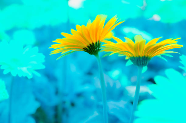 Flower Series : Yellow Gerbera flower in the garden. Close up of Gerbera, Barberton daisy with natural blue background. Ornamental plant in the sunflower family. Transvaal daisy in full bloom.