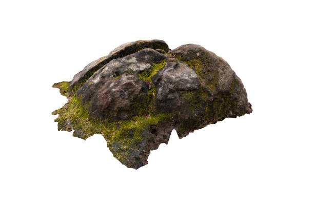 istock The trees.Rocks and Stone on the Mountain .Isolated on White background with clipping path 2188332961