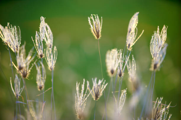 A beautiful arrangement of delicate wild grasses illuminated by soft sunlight, set against a serene green background. Perfect for nature-themed projects.