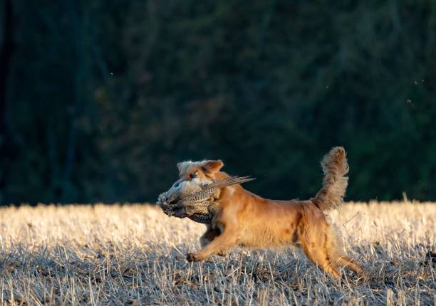 istock Golden retriever with pheasant in field. 2188336480