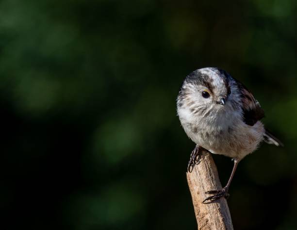 istock Long-tailed tit bird on a branch. 2188336551