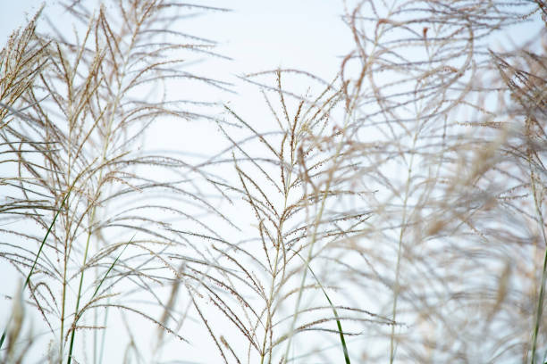 istock Delicate Grasses in Soft Light Against a Minimalistic Background 2188336959