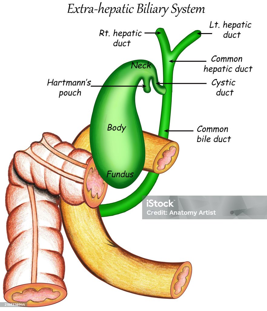 Biliary System Process Anatomy Biliary System Stock Illustration - Download Image Now - 1980 ...