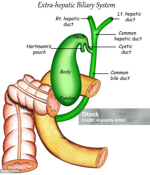 Biliary Icon Anatomy Biliary System Stock Illustration - Download Image Now - 1980 ...