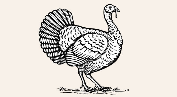 Turkey. Vintage retro print, black white turkey drawing, engrave old school style. Sketch artwork silhouette turkey on white background. Side view profile. Vector Illustration
