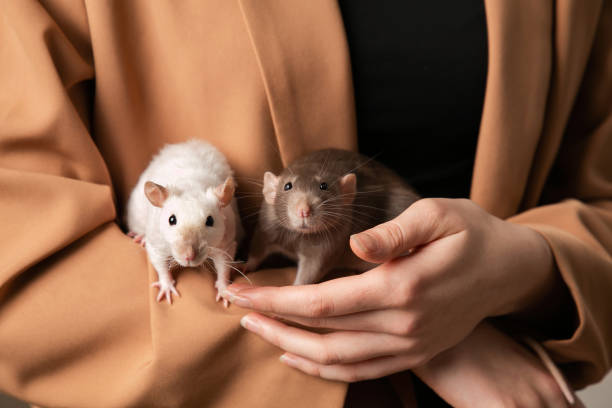 istock two pet rats in the mistress's arms, a gray and a white mouse 2188343279