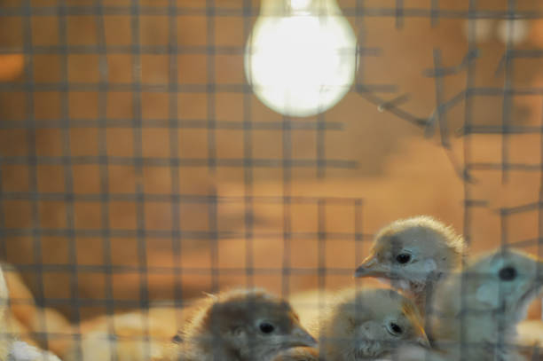 Chicks are kept in a cage on a chicken farm