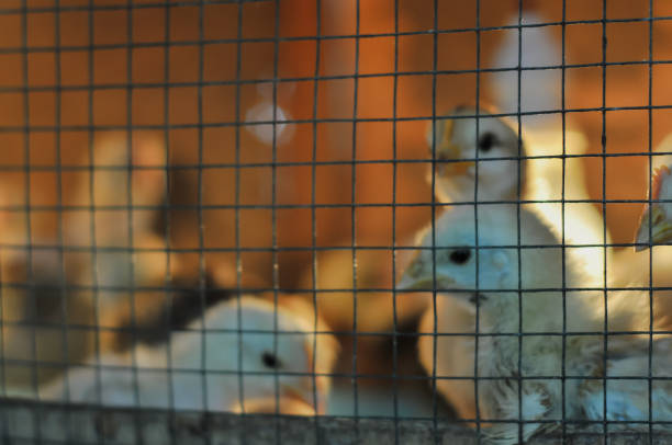 Chicks are kept in a cage on a chicken farm