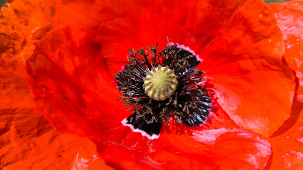 istock blooming red wild poppy flower close up 2188344596