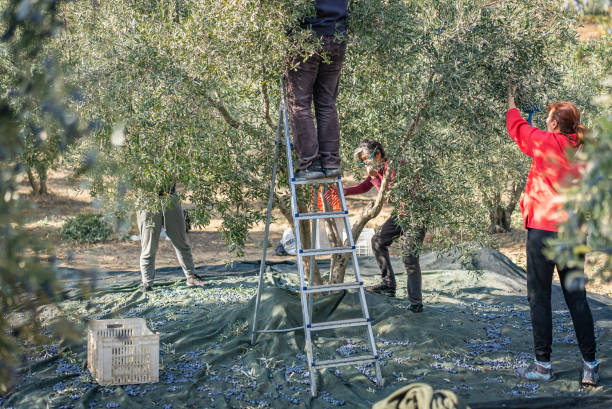 Family Members Harvest Olives