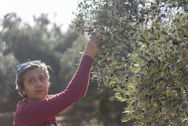 istock Woman harvest olives, 2188347385