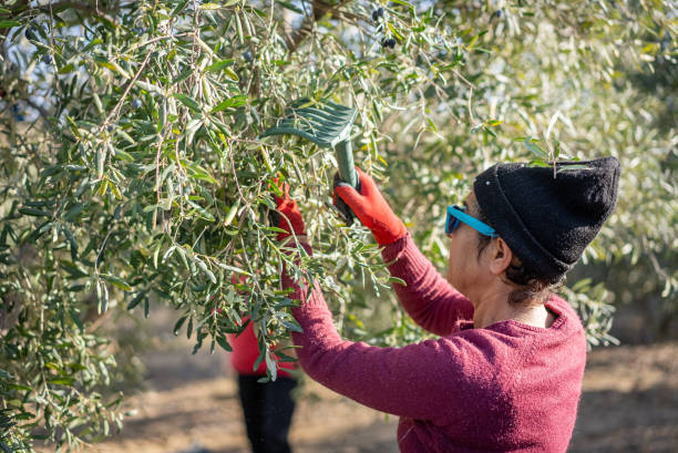 istock Middle-aged Caucasian female picking olives at olive tree plantations 2188347619