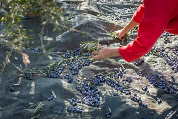 istock Olive picking during the harvesting season 2188347682