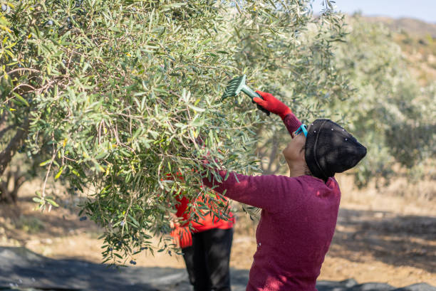 istock Middle-aged Caucasian female picking olives at olive tree plantations 2188348001