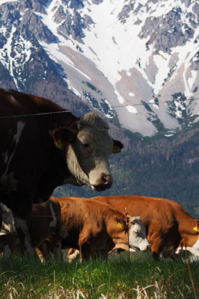 istock Mountain cows among snowy valleys 2188348300