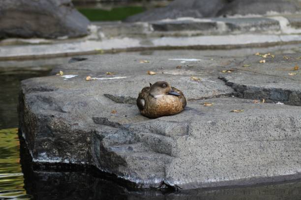 istock Closeup of a duck perched on a rock by a pond 2188349787