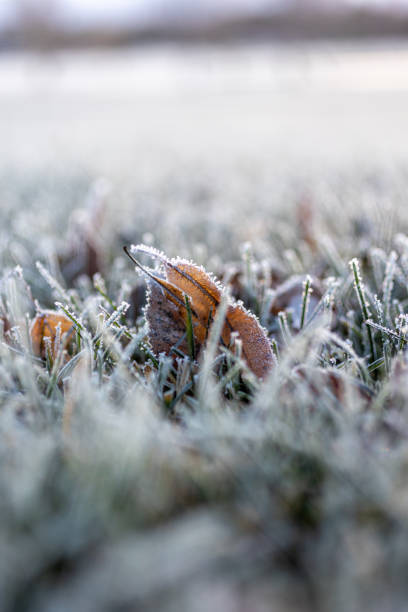 istock Frosty details in nature 2188352233