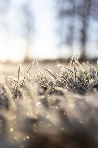 istock Frosty details in nature 2188352255
