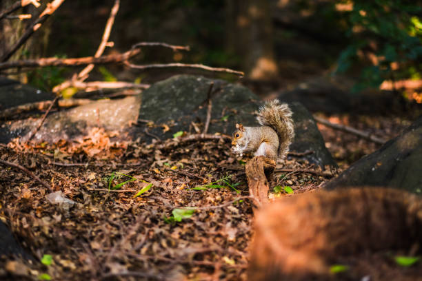 A squirrel is seen in its natural woodland environment, gathering nuts amid autumn leaves and branches. The setting captures the essence of nature's beauty and wildlife.