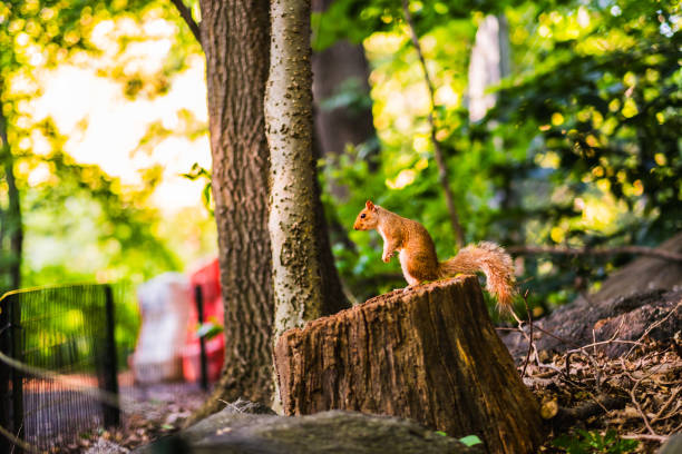 An inquisitive grey squirrel sits on a wooden fence in the park, looking at the camera.