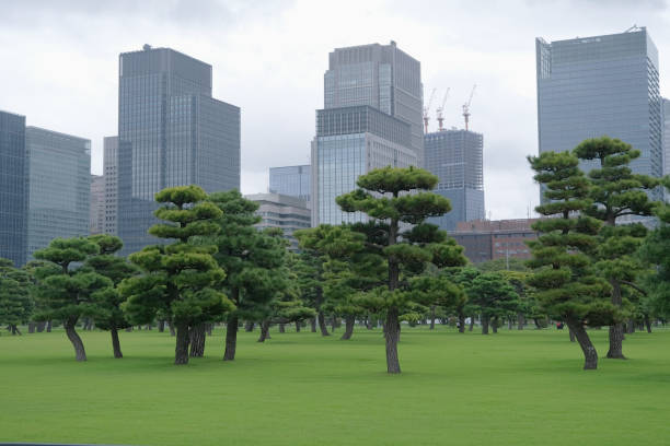 beautiful pine trees and green lawn near Tokyo Imperial Palace , raining, skyscrapers city view in the background