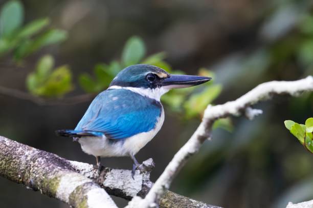 istock Collared Kingfisher, Todiramphus chloris, Bhitarkanika, Odisha, India 2188358990