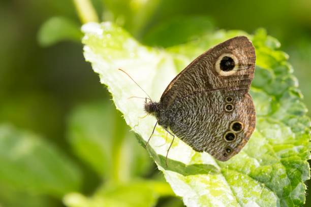 istock Himalayan Variegated Five-ring, Ypthima methora, Butterfly, Sikkim, India 2188359019