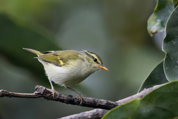 istock Lemon-rumped Warbler, Pale-rumped warbler, Phylloscopus chloronotus, Sikkim, India 2188359038