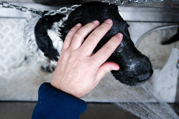 A man cleans his dog's face with the shower. He puts his hand on his head to hold him down.