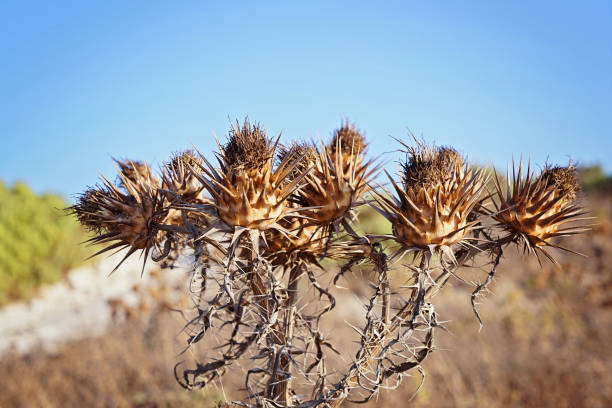 Detailed close-up of spiky dried thistles with intricate textures against clear blue sky