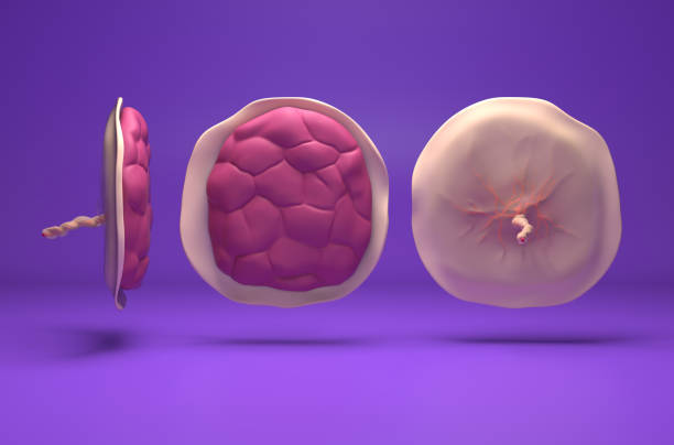 Placenta - isometric view 3d illustration stock photo