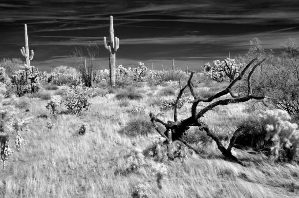 istock Sonora Desert Arizona in Infrared 2188360635