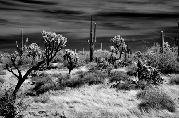istock Sonora Desert Arizona in Infrared 2188360649